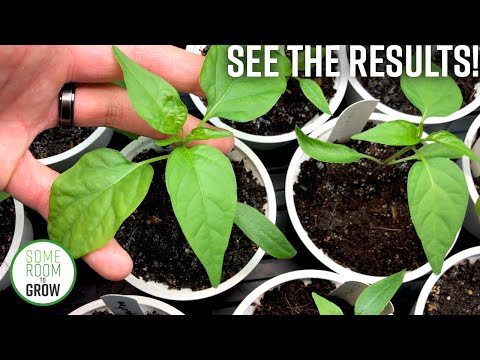 Worm Castings Experiment Update