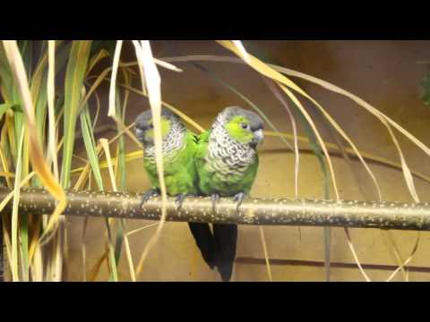 Ziergeflügel und Exotenschau in Zeulenroda