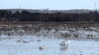 preview picture of video 'Hanhia ja joutsenia, Geese and swans, Ulvila, 26.3.2012'
