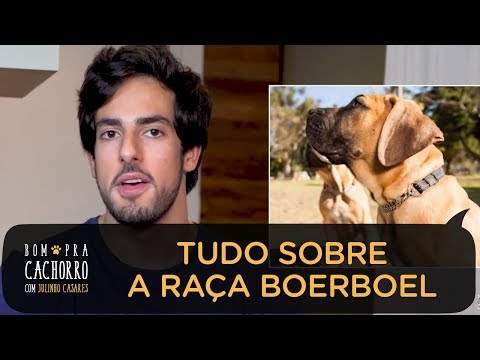 TUDO SOBRE A RAÇA BOERBOEL | BOM PRA CACHORRO