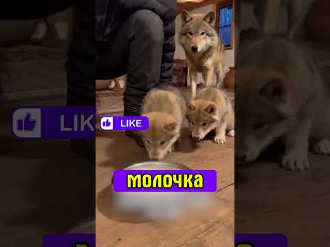Я открыл сарай… и увидел волчицу с волчатами. Но финал этой истории вас точно удивит!