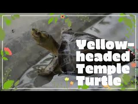 Yellow-headed Temple Turtle facts 🐢 native to Southeast Asia