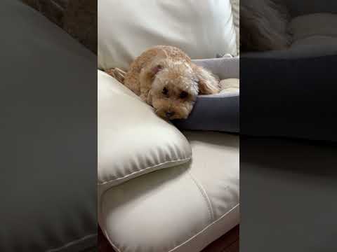 経営学科 1時間散歩して疲れてるトイプードル9ヶ月　#toypoodle #トイプードル #puppy