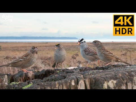 Cat TV Birds 🐱❤️ Beautiful Sparrows on the Coast 🐦 Relax Your Pet 😽 8 Hours (4K HDR)