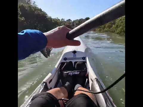 Paddling in the mangroves #surfski #mangrove #kayakingfun #newzealand