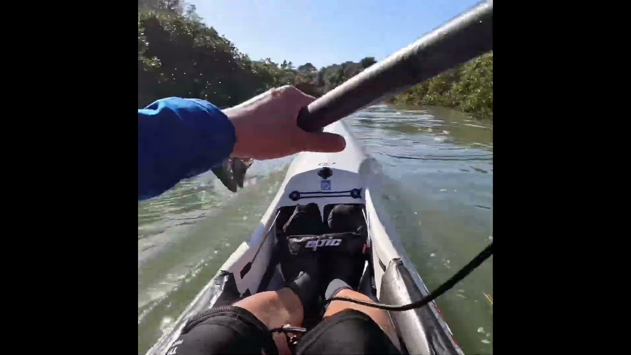 Paddling in the mangroves #surfski #mangrove #kayakingfun #newzealand