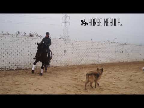 SOLD: 2015 ANDALUSIAN PRE DARK BAY  SUPER PRICE