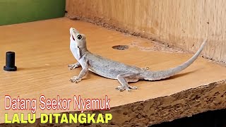 Download lagu Suara Asli Cicak di Rumah mp3 Download lagu Suara Asli Cicak di Rumah mp3