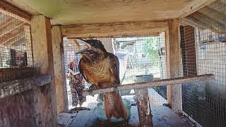 Download lagu tuwu betina gacor suara lantang pancing lawan emosi - Asian Koel@BaturLTok mp3