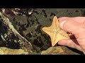 Intertidal Encounter with the Bat Star