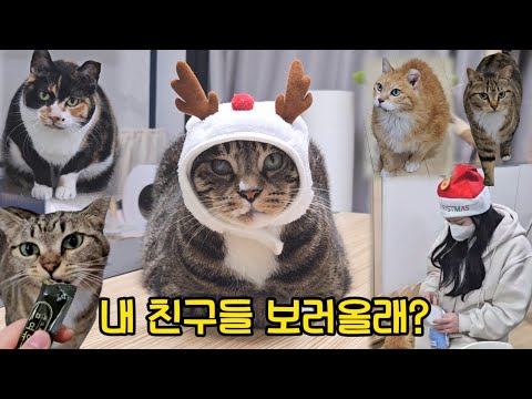 고양이 보호소에서 개냥이도 만나고 냥펀치도 맞고