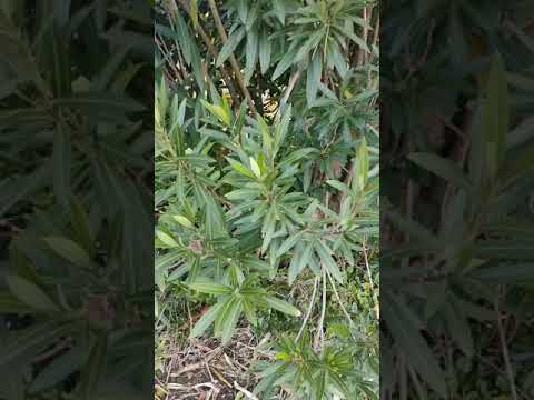 凍ってしまったキョウチクトウを復活させる方法は？彼を救う究極のヒントがここにある！  庭園