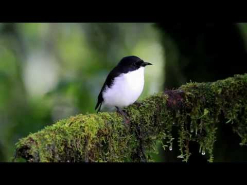 Vestár strakatý (Heterophasia melanoleuca) — video o speve a chove