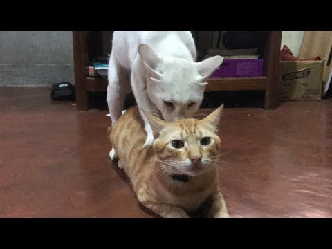 Male Cat Mating A Male Cat | Cat Mating