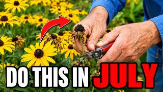 Before July Ends: 7 Things You Must Do to Your Black-Eyed Susans for Nonstop Blooms