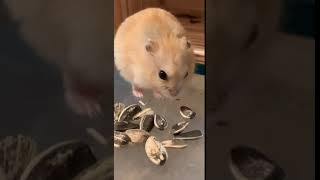 Roborovski hamster Rodents Videos