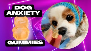 Homemade Dog Anxiety Treats | Natural L-Theanine Gummies with Bone Broth for Senior Dogs