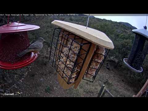 Canyon Towhee Surprises With Visit To West Texas Feeders – Dec. 19, 2019