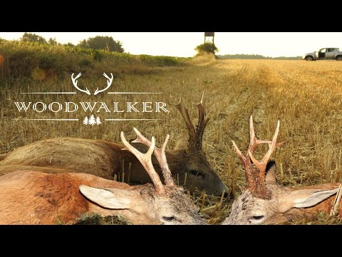 Three sucessful deer/roebuck hunta | impressive kill shots | hunting film | ep # 27