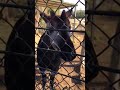 Cohen Hand Feeding Another Okapi At The San Diego Zoo Safari Park In California 2017