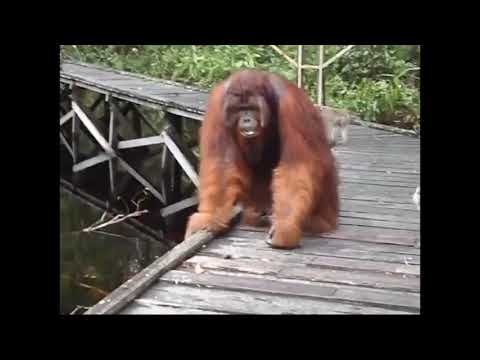 Godzilla vs Orangutan Kong