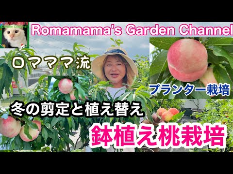 ラグーミニの木 (Prunus Tomentosa) を植える時期と、この崇高な果樹の世話をする方法は何ですか?  庭園