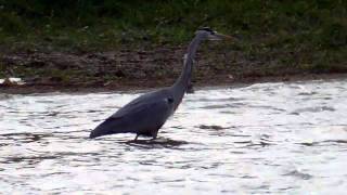 preview picture of video 'Aves em barragens no Alentejo'