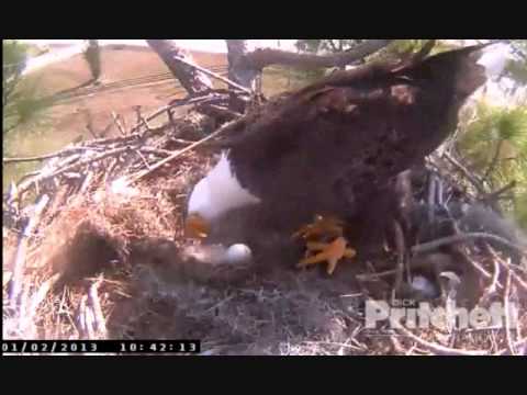 SOUTHWEST FLORIDA EAGLE CAM   1/2/2012    HARRIET GIVES 1ST FEEDING