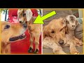 Dog Lives On A Farm With Baby Goats And Thinks She S Their Mommy