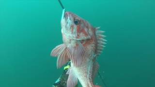 2014-2016: Lingcod, Cabezon, Halibut, Striped Bass, Sheephead, Vermilion and Olive Rockfish