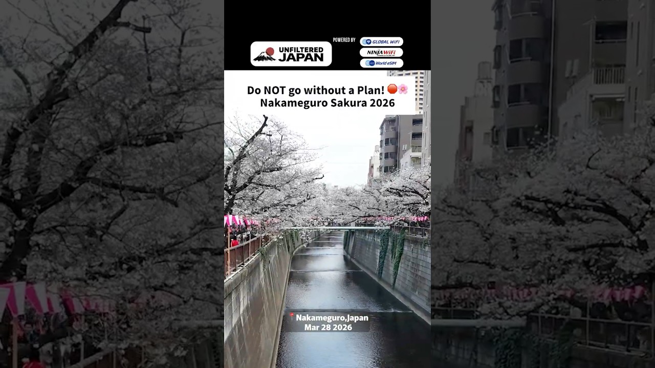 Do NOT go without a plan!🌸 Tokyo Nakameguro Sakura 2026 Warning! 🌸#sakura #unfilteredjapan #japan