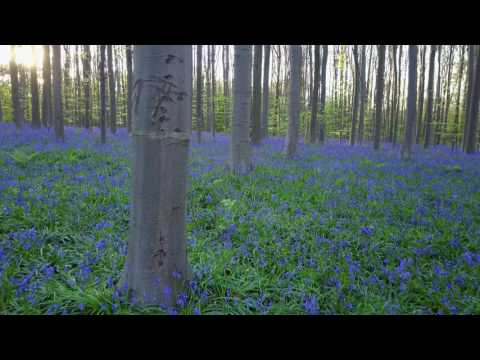 Hallerbos 2017 fly in Blue Forest