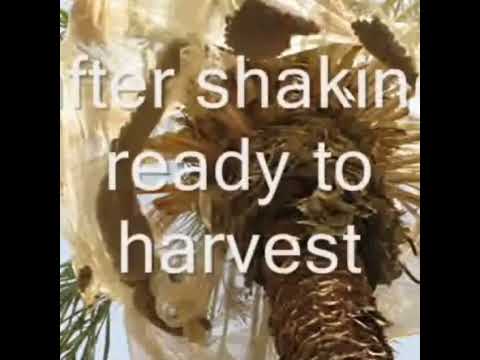 Dates palm Harvesting by Shaking Machine - Packing Dates Modern Agricultural Technology