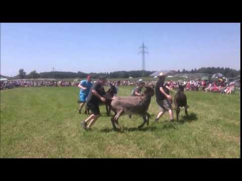 Eselrennen Holzhausen 2014