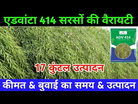 Advanta 414 सरसों वैरायटी की AtoZ पूरी जानकारी / सरसों की उन्नत किस्में / Mustard Farming 2022