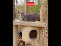 Adorable Paws Cute Gray White Tabby Cat ️ Shorts