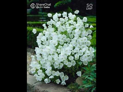 ❤viju ❤shahi ❤