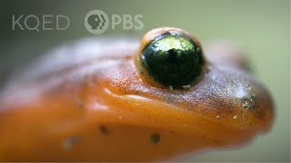 These Sneaky Ensatina Salamanders Are Heading For a Family Split | Deep Look