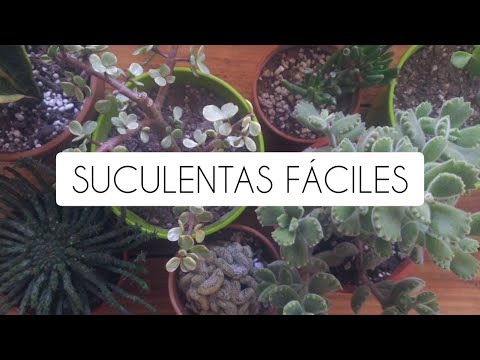 , title : 'SUCULENTAS DE FACIL CUIDADO'