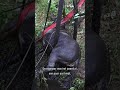 PAARD uit sloot GETAKELD en GERED | #shorts