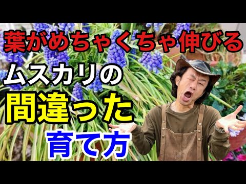 クライミングスタージャスミン：維持方法は？綺麗に開花させるコツ！  庭園