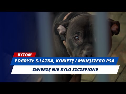 Agresywny pitbull pogryzł dziecko, kobietę i mniejszego psa