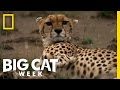 Lustful Cheetahs Big Cat Week