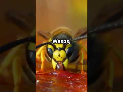You Won't Believe The Difference Between Bees And Wasps l Animalogy