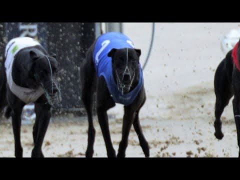 Importance Of Feet - Training Greyhounds Ep.19