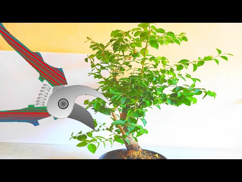 , title : 'Kako podrezati bonsai drvo  - detaljno -  orezivanje bonsai drveta  - Ligustrum sinense - DEO 1'
