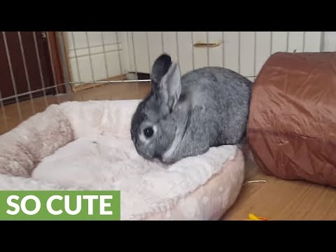 download lagu mp3 mp4 Bunny Mad, download lagu Bunny Mad gratis, unduh video klip Bunny Mad