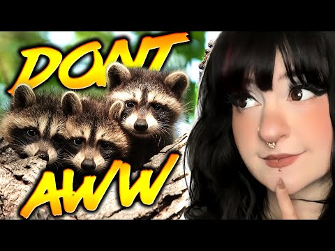 DON'T make EYE CONTACT | Try Not to AWW | 44