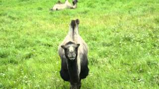 Beth Orton Comfort of Strangers