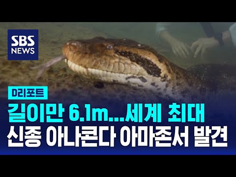 지상 최대의 뱀 '아나콘다'…새로운 종 발견 / SBS / #D리포트